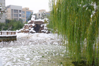 東區假山雪景